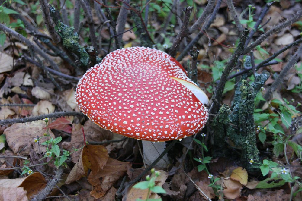 Mushroom