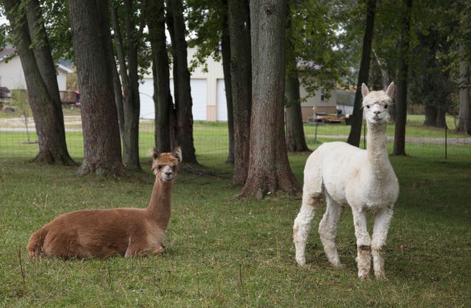 Llamas peer at a passerby from their copse on a farm near Plato in LaGrange County, Indiana