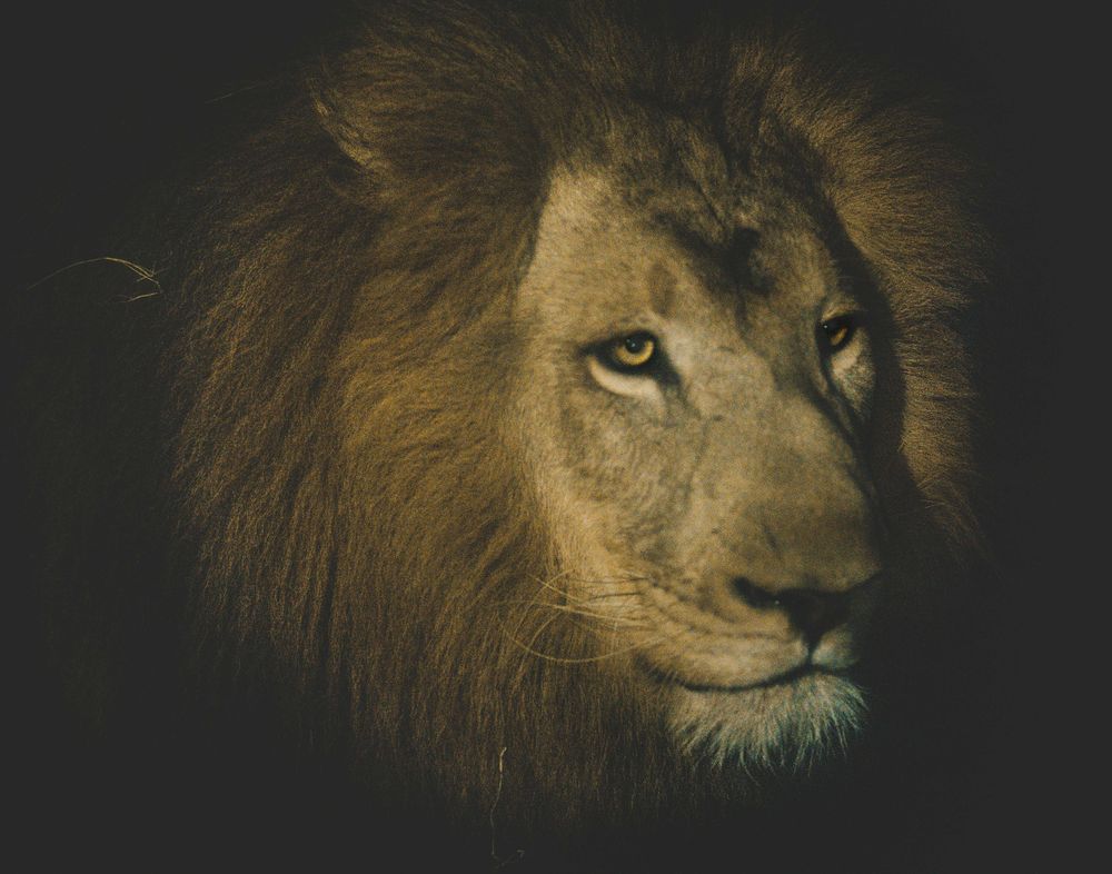 Portrait of lion