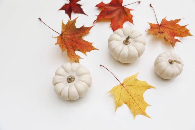 Colorful maple leaves and little pumpkins isolated on table background, top view