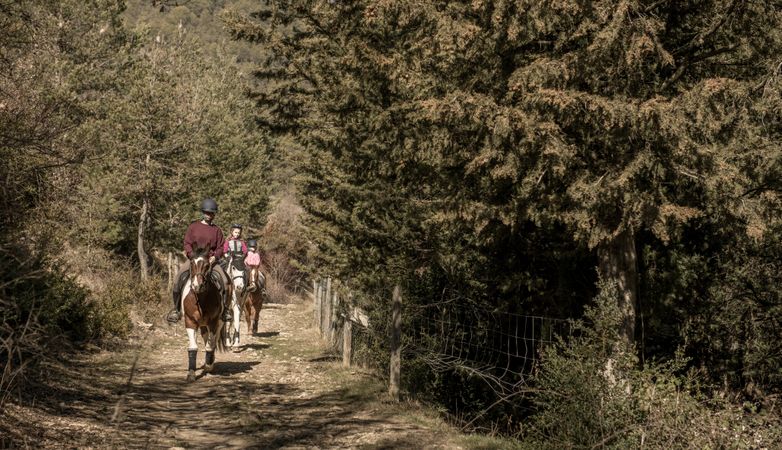 People riding horses on forest path