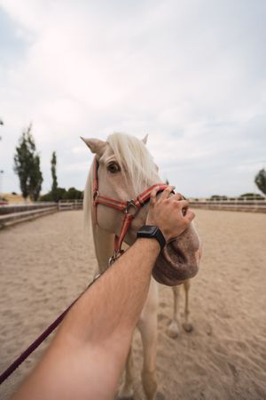 Man petting nose of horse at paddock