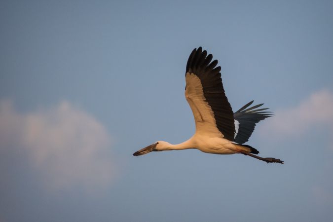 An Asian Openbill flying against a blue sky at Bhigwan Bird Sanctuary in Maharashtra, India