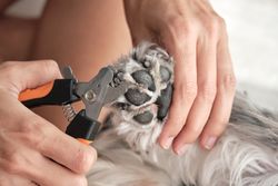 Person cutting claws of gray dog