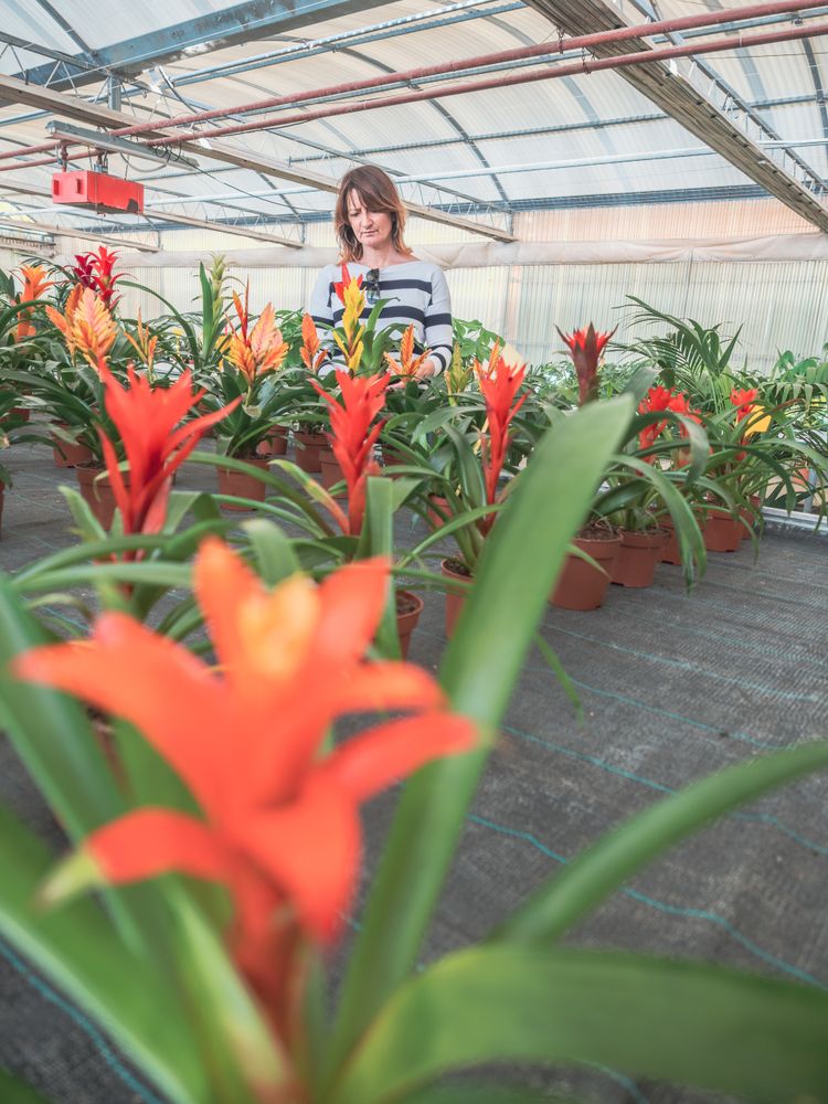 Female enjoying beautiful flowers in greenhouse