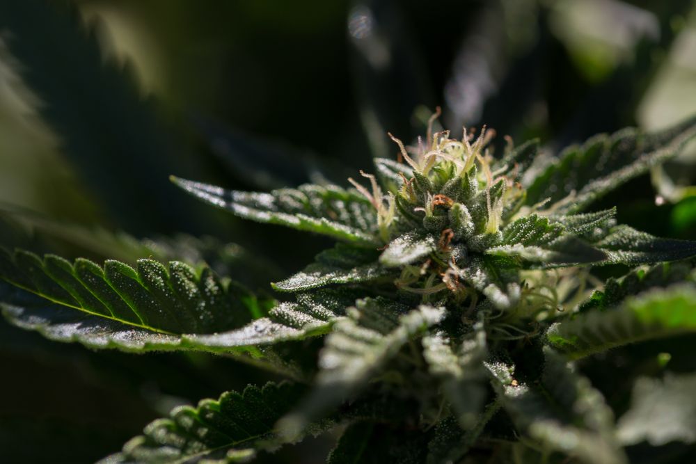 Crystals forming on cannabis leaves