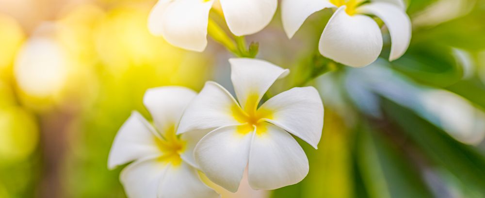 Wide shot of plumeria flowers in nestled in leaves