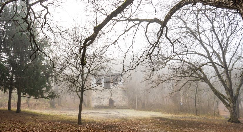 Misty and moody autumnal forest