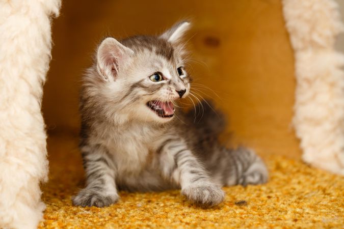 Cute grey striped kitten with mouth open