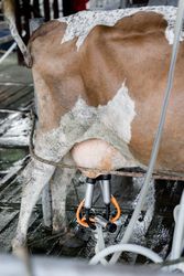 Cow milking with a dairy farm machine. Close up
