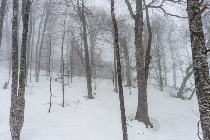 Barren trees in winter on Caucasus mountains