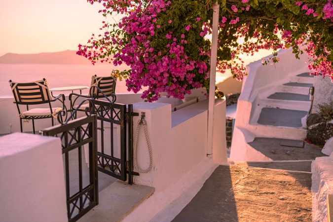 Overhang of pink flowers over a seaside patio at sunset