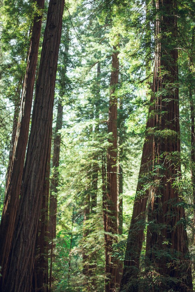 High green trees in forest in summer