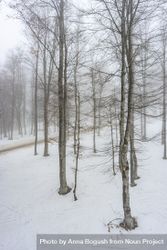 Trees during snow fall in Caucasus mountains 4dnQD0