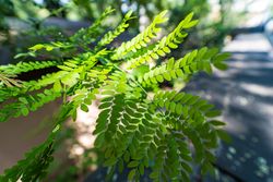 Close up of acacia leaves