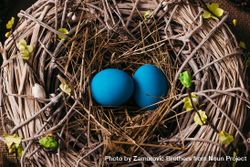 Blue eggs in bird nest 4doJa5