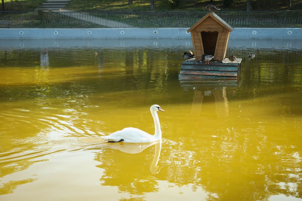 Swan floats in lake in beautiful city park
