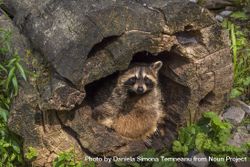 Raccoon hiding in a hollow stump 0VD8N4