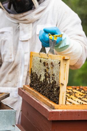 Anonymous beekeeper with honeycomb in apiary