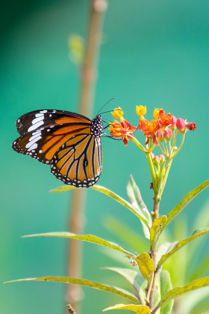 A beautiful orange Striped Tiger Butterfly perched on a bunch of flowers at a park in Mumbai, India