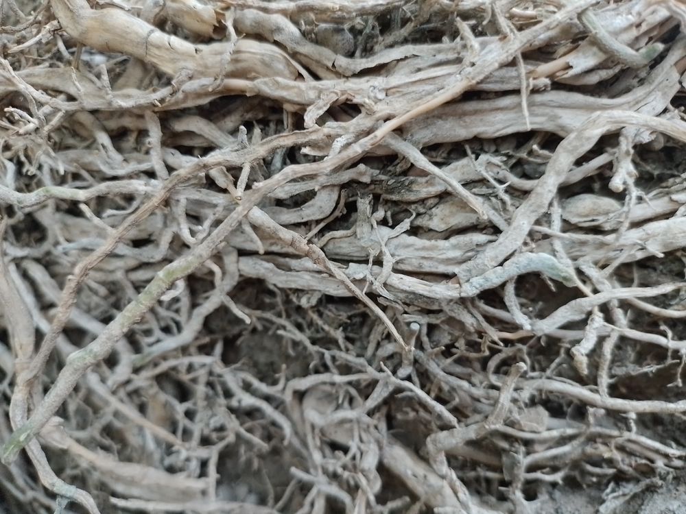 root background