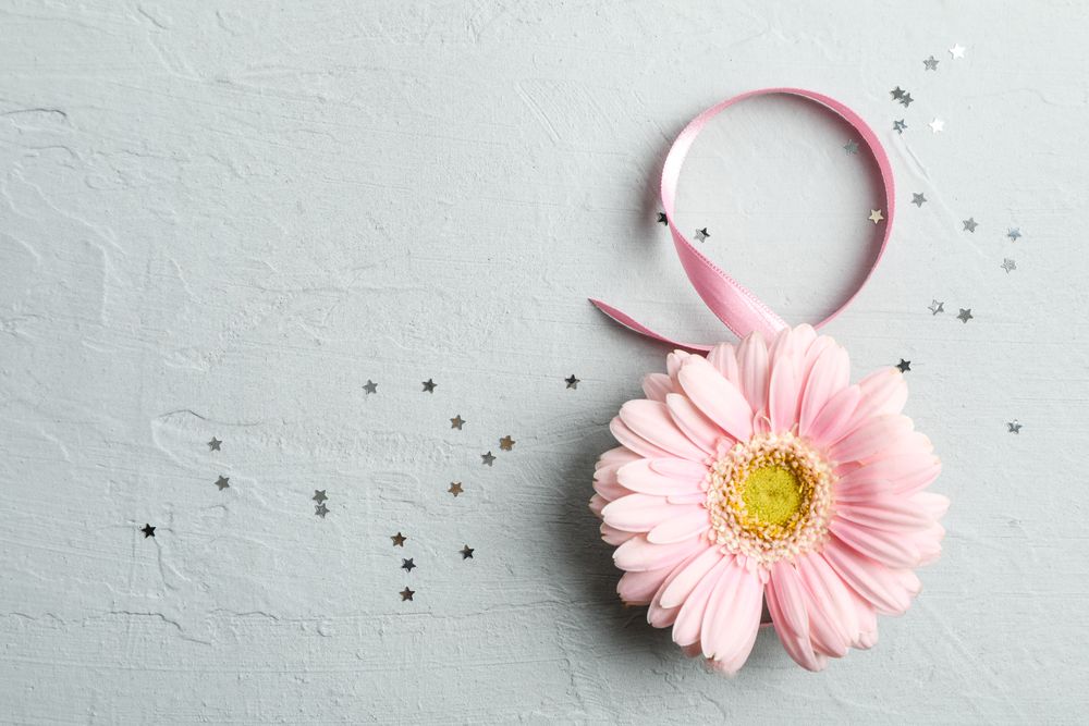 8 March, International Women's Day. Figure eight of pink ribbon with beautiful gerbera on gray background. Space for text