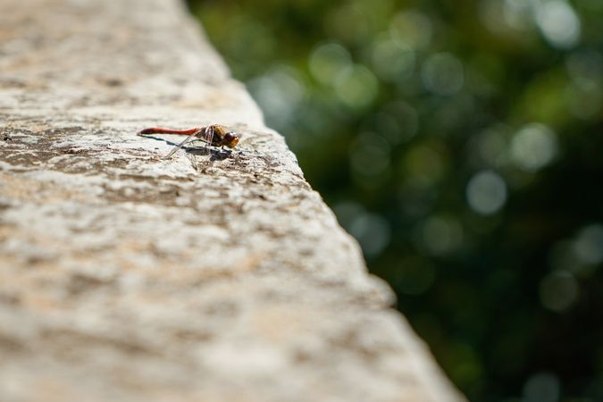 Close up of dragonfly on cement wall