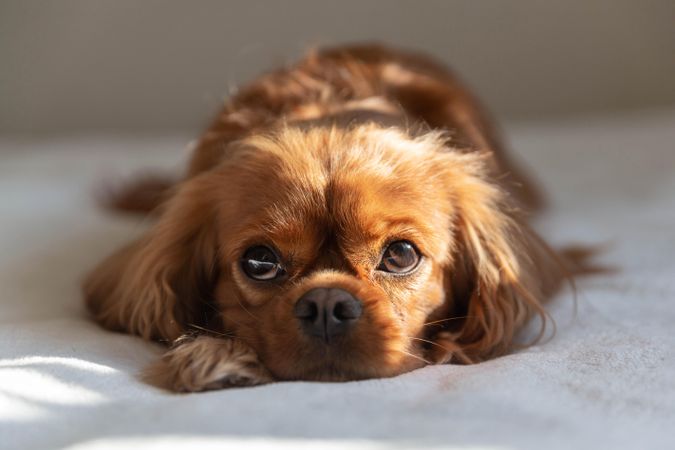 Cavalier spaniel resting on a bed
