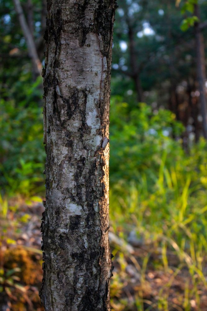 Tree in the forest