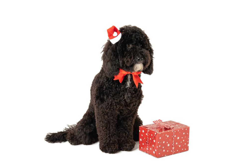 Funny Christmas dog, isolated on light background