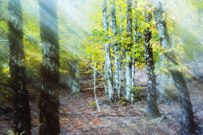 Blurred trees in green forest