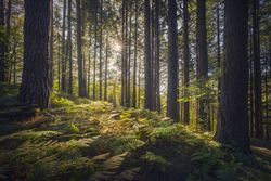 Acquerino nature reserve forest, trees and ferns in the morning, Tuscany region, Italy