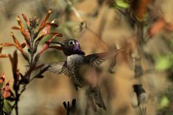 Costa's purple Hummingbird at the Arizona-Sonora Desert Museum in Tucson, Arizona