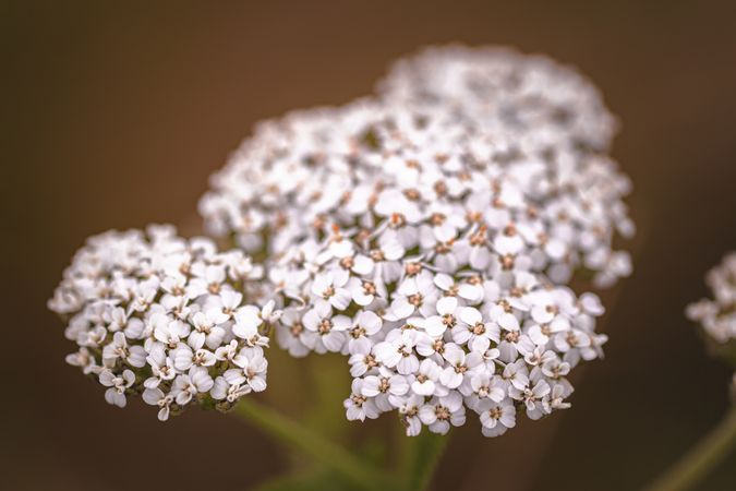 Close up of Queen Anne’s lace flowers