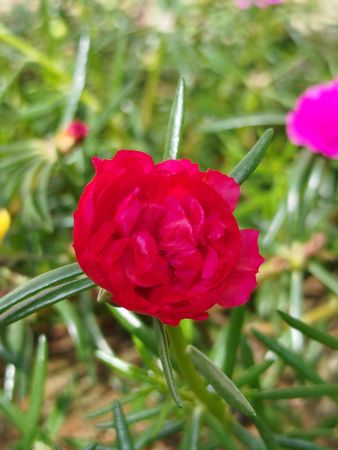 Red rose flower blooming in garden showing vibrant color and natural beauty of love symbol