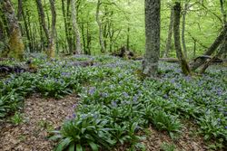 Flowers growing in spring forest