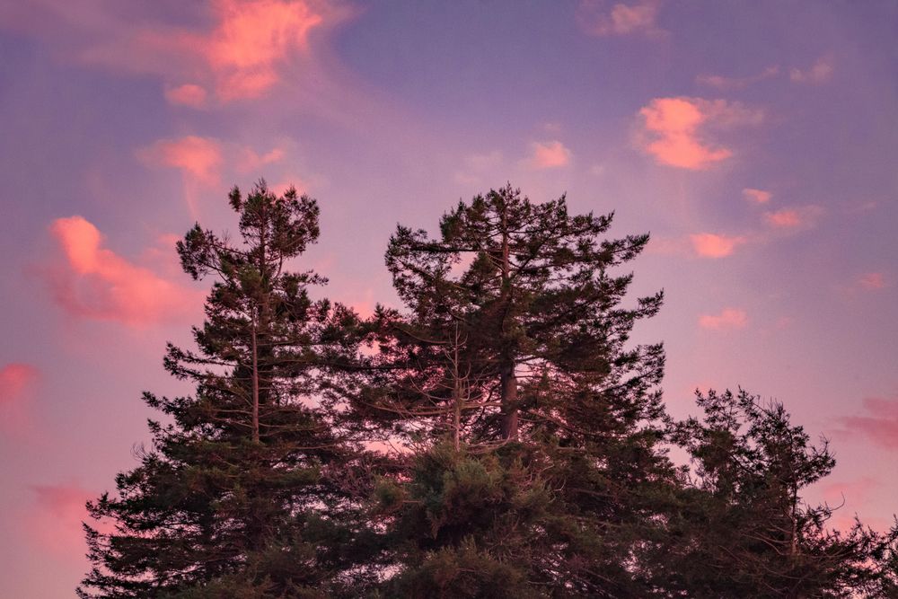 Top of tree at sunset