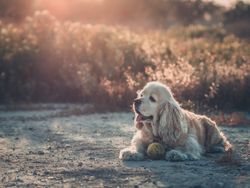Funny dog lying on ground between plants