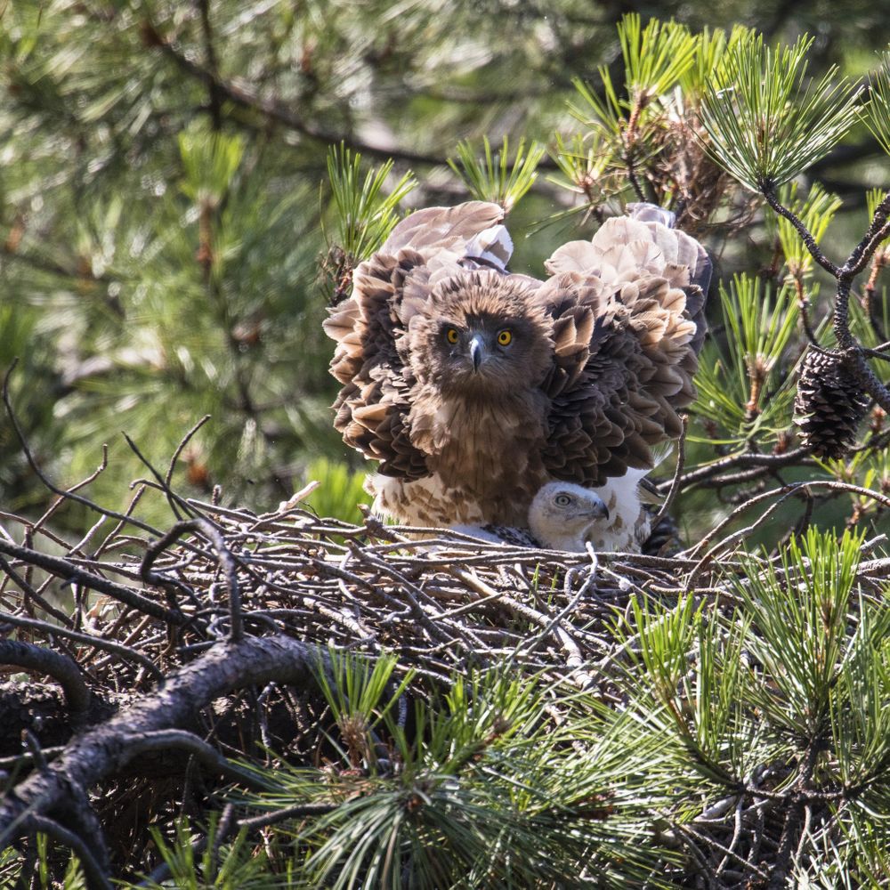 Eagle near newborn bird in nest