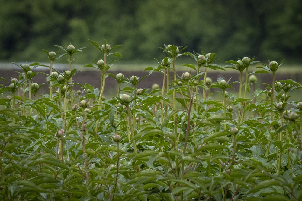Copake, New York - May 19, 2022: Side view of green flowers about to bloom