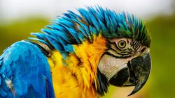 Blue yellow macaw parrot in close-up