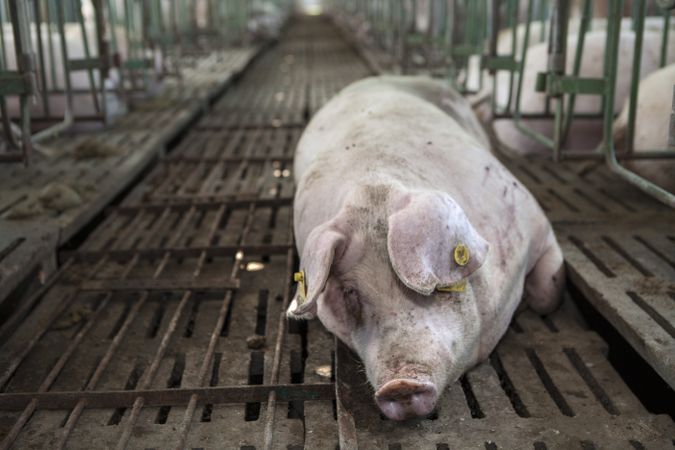 Healthy hog resting at pigpen