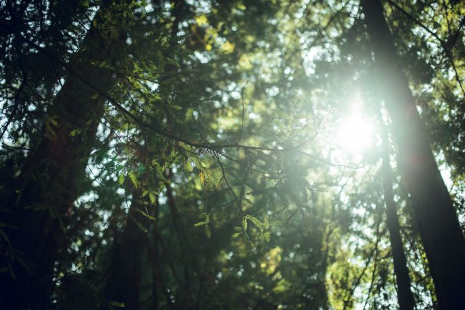 High green trees in forest in summer