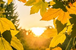 Sunshine through autumn leaves