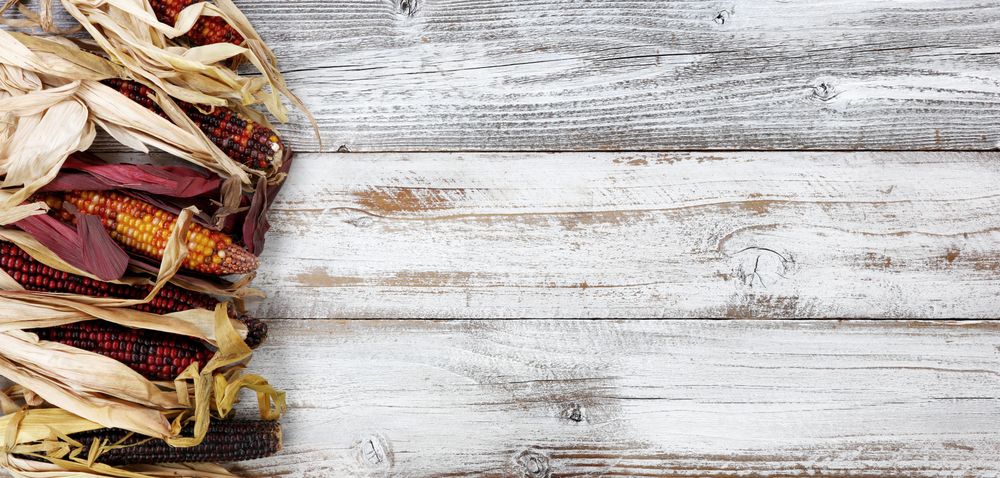 Colorful corn on left border of rustic wood for the Autumn holiday