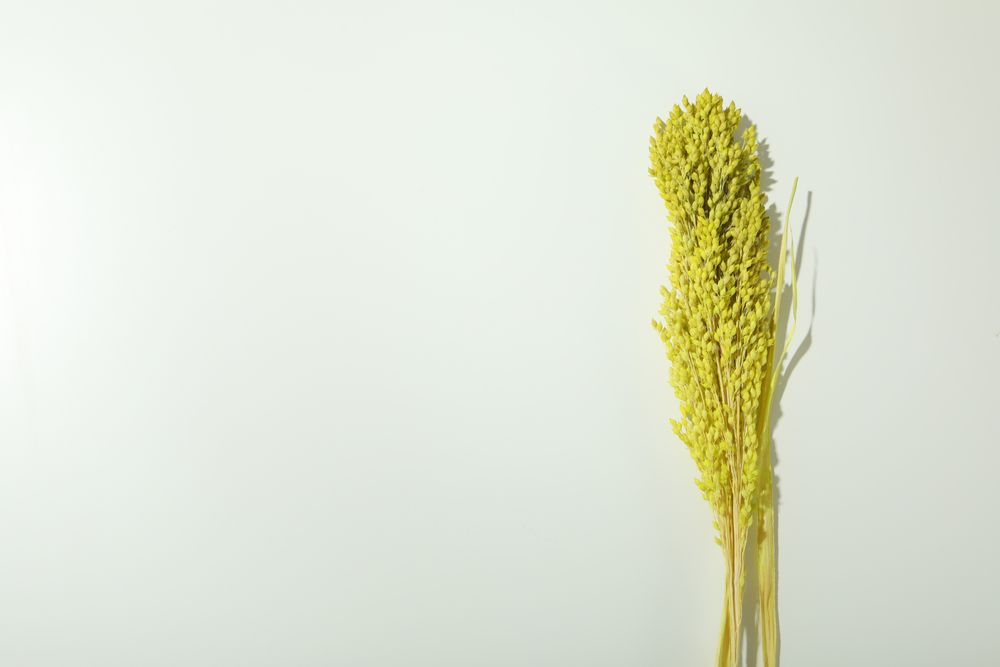 Bouquet with yellow reed grass in plain room with copy space