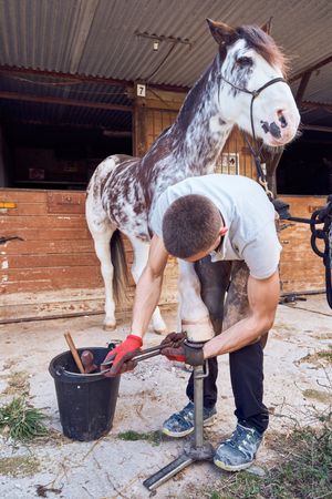 Farrier changing horseshoe in the stable