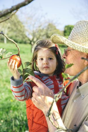 Older man holding adorable little girl picking apples