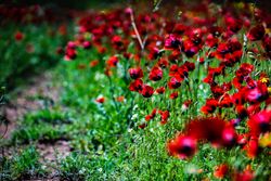 Many red poppy flowers in a meadow