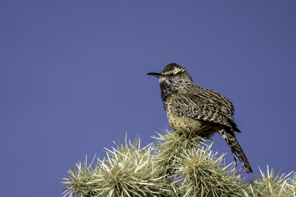 Cactus Wren in Tucson, Arizona